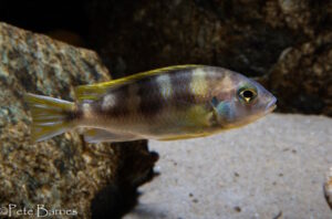 Metriaclima lanisticola 'Mazinzi Reef'